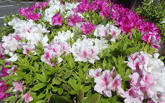 ツツジの花